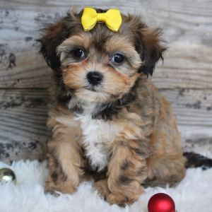 Shihpoo Puppy Katie