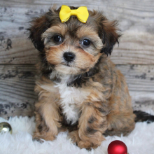 Shihpoo Puppy Katie