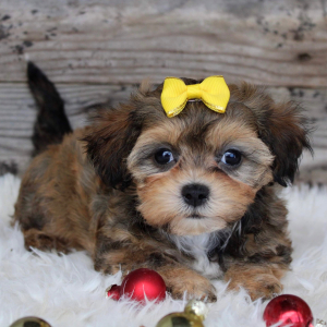 Shihpoo Puppy Katie