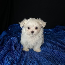 Maltese Puppy Prosper