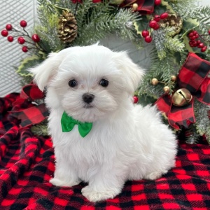 Maltese Puppy Prosper