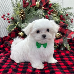 Maltese Puppy Prosper