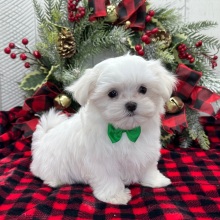 Maltese Puppy Prosper