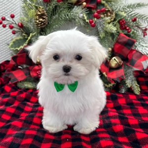 Maltese Puppy Prosper