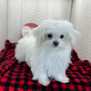 Maltese Puppy Prosper