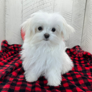 Maltese Puppy Prosper