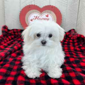 Maltese Puppy Prosper