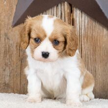 Cavalier King Charles Spaniel Puppy Millard
