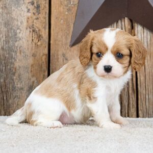 Cavalier King Charles Spaniel Puppy Millard