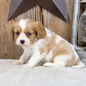 Cavalier King Charles Spaniel Puppy Millard