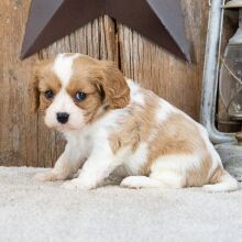 Cavalier King Charles Spaniel Puppy Millard
