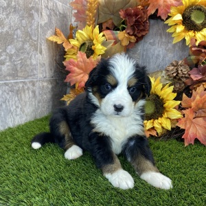 Bernese Mountain Dog Puppy Ruby