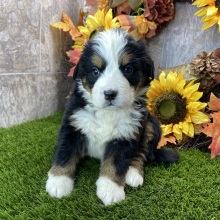 Bernese Mountain Dog Puppy Ruby