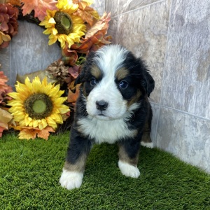 Bernese Mountain Dog Puppy Ruby