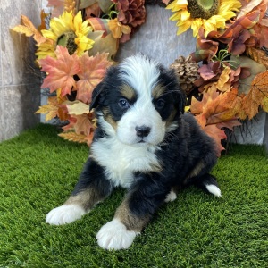 Bernese Mountain Dog Puppy Ruby