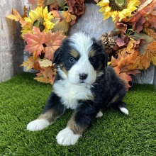 Bernese Mountain Dog Puppy Ruby
