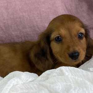 Dachshund Puppy Hudson