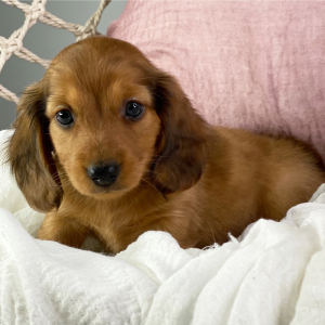Dachshund Puppy Hudson