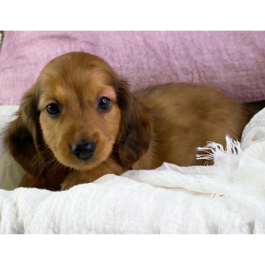 Dachshund Puppy Hudson