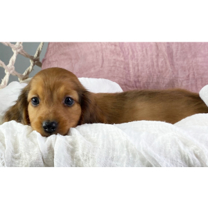Dachshund Puppy Hudson