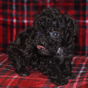 Poodle Puppy Piper