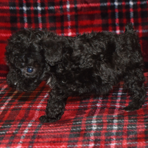Poodle Puppy Piper