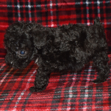 Poodle Puppy Piper