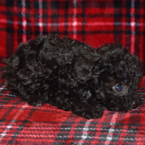 Poodle Puppy Piper