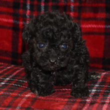 Poodle Puppy Piper