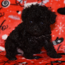 Poodle Puppy Piper