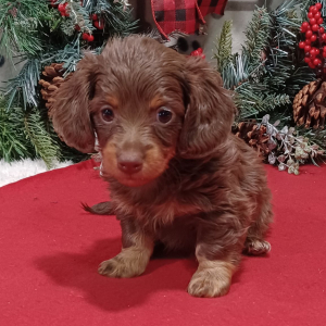 Dachshund Puppy Debbie