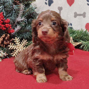 Dachshund Puppy Debbie