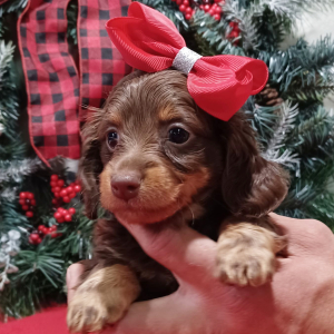 Dachshund Puppy Debbie
