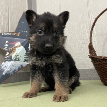 German Shepherd Dog Puppy Neal