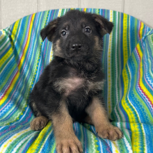 German Shepherd Dog Puppy Neal