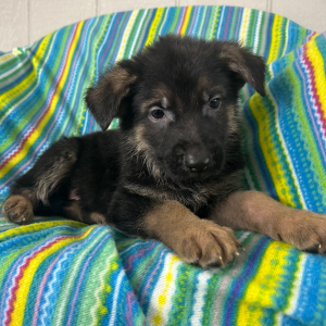 German Shepherd Dog Puppy Neal