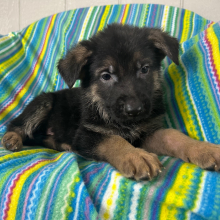 German Shepherd Dog Puppy Neal
