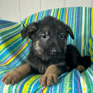 German Shepherd Dog Puppy Neal