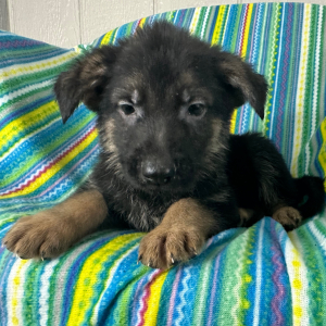 German Shepherd Dog Puppy Neal