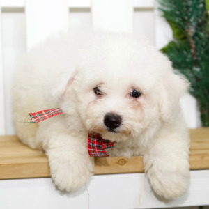 Bichon Frise Puppy Lacey