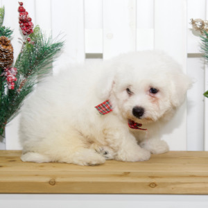 Bichon Frise Puppy Lacey