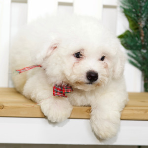 Bichon Frise Puppy Lacey