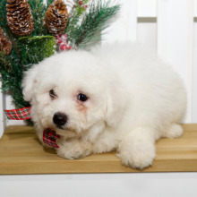 Bichon Frise Puppy Lacey