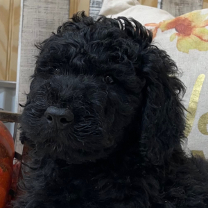 Goldendoodle Puppy Simon