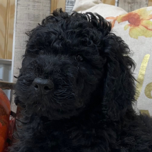 Goldendoodle Puppy Simon