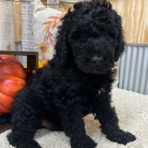 Goldendoodle Puppy Simon