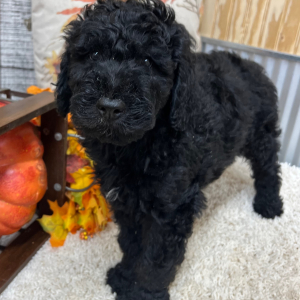 Goldendoodle Puppy Simon