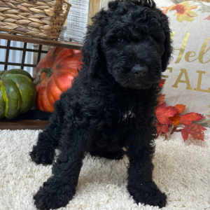 Goldendoodle Puppy Simon