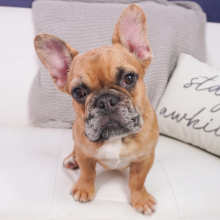 French Bulldog Puppy Lenny
