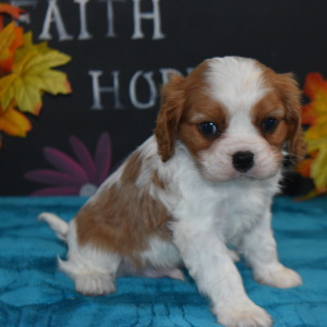 Cavalier King Charles Spaniel Puppy Rollo